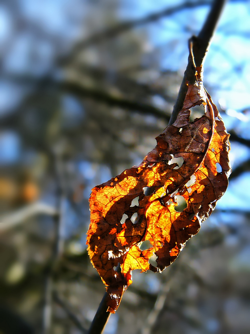 Haselnussblatt in der Abendsonne