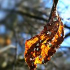 Haselnussblatt in der Abendsonne