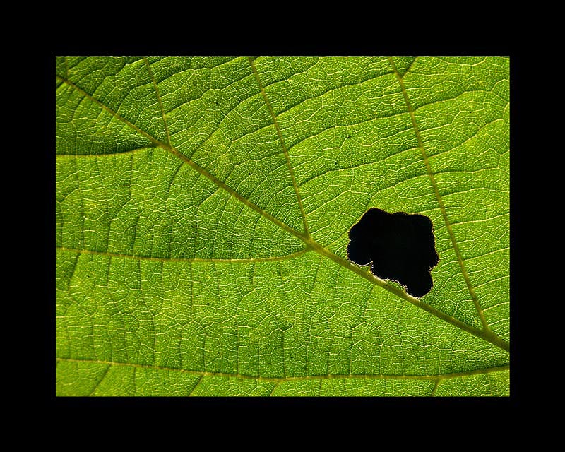 Haselnußblatt....im Gegenlicht!