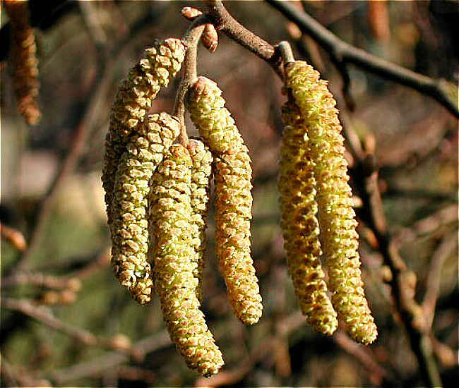 haselnussblühte im märz 11.3.2009