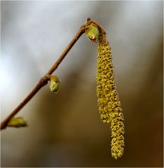 Haselnussblüte