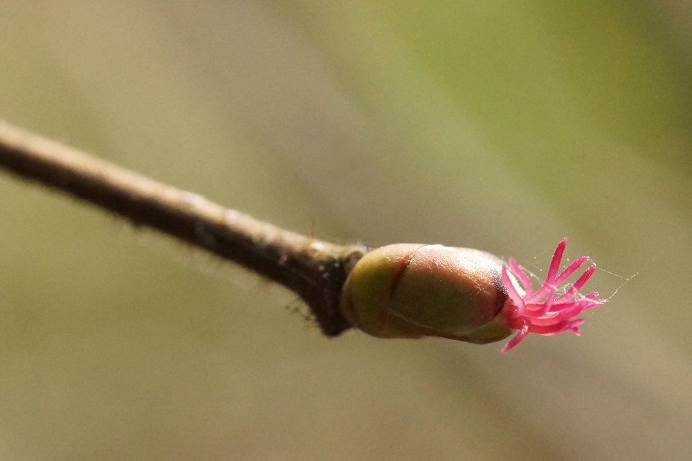 Haselnussblüte