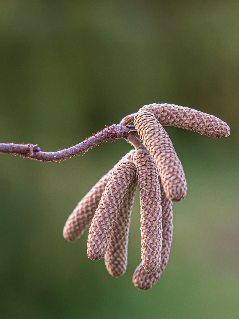 Haselnussblüte