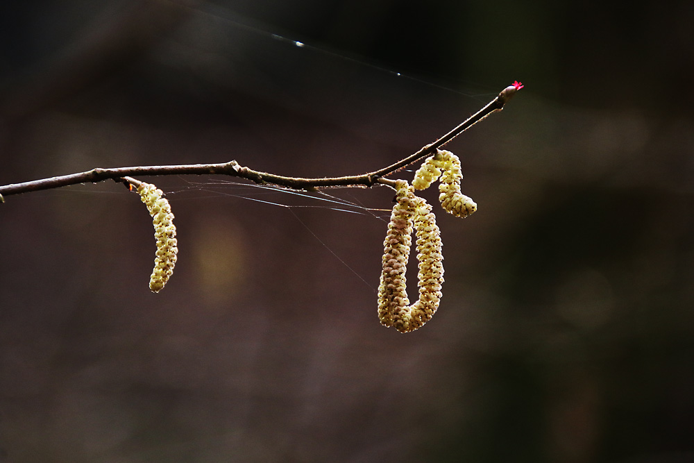 Haselnussblüte