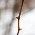 Haselnussblüte