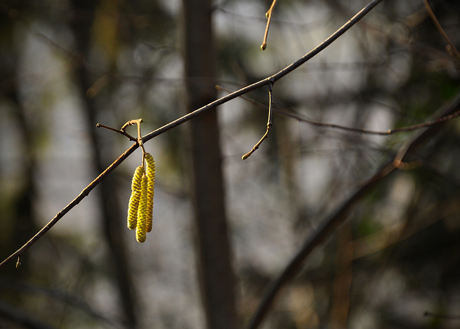 Haselnussblüte