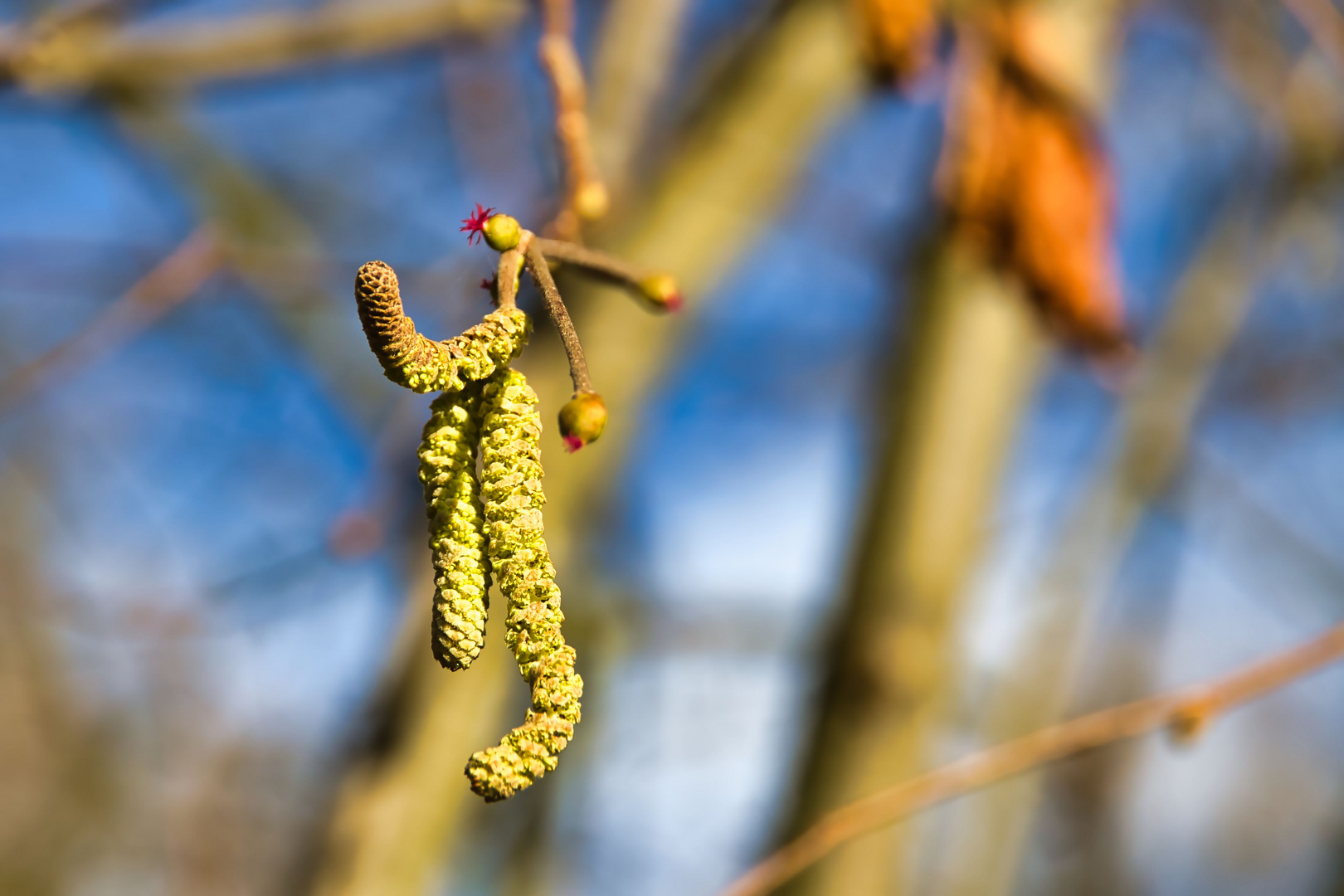 Haselnussblüten