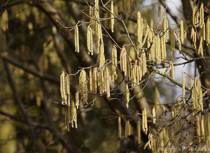 Haselnussblüten