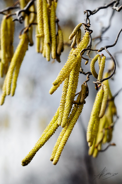 Haselnussblüten