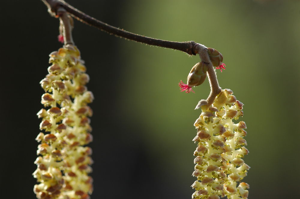 Haselnussblüten Foto & Bild | 03 05 frühlingsblüten, x-archiv projekte ...