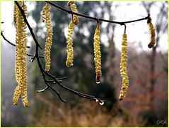 Haselnußblüten im Februar 2011