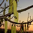 Haselnussblüten im Sonnenuntergang