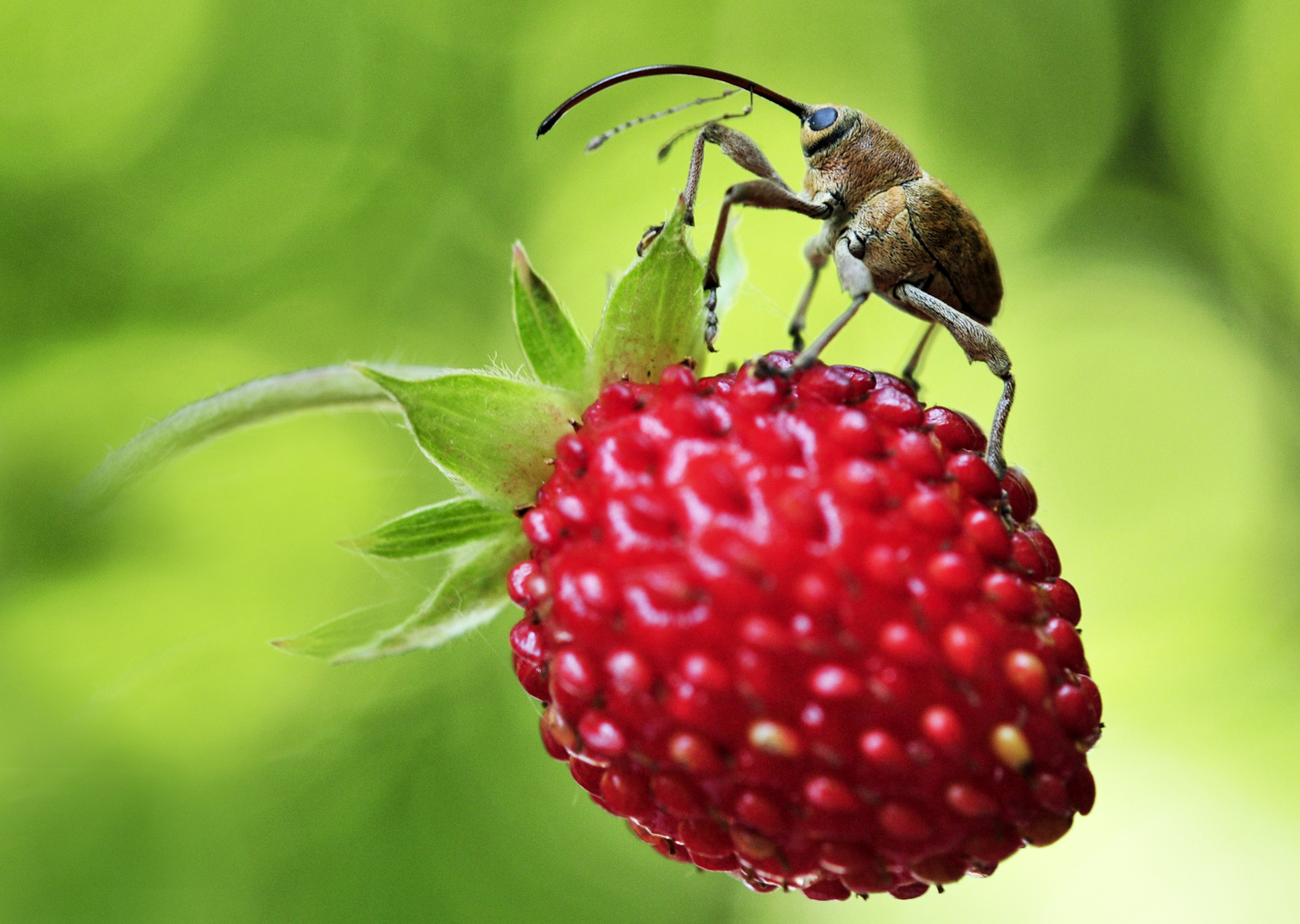 Haselnussbohrer "an" Waldbeere