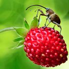 Haselnussbohrer "an" Waldbeere