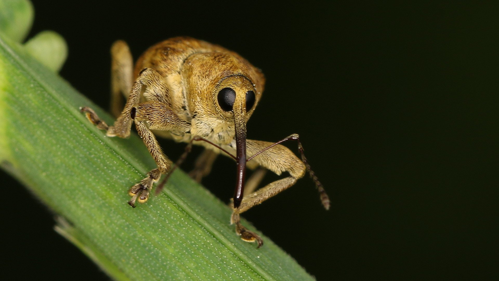 Haselnussbohrer fast frontal