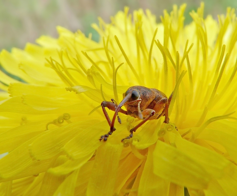 Haselnussbohrer in Löwenzahnblüte