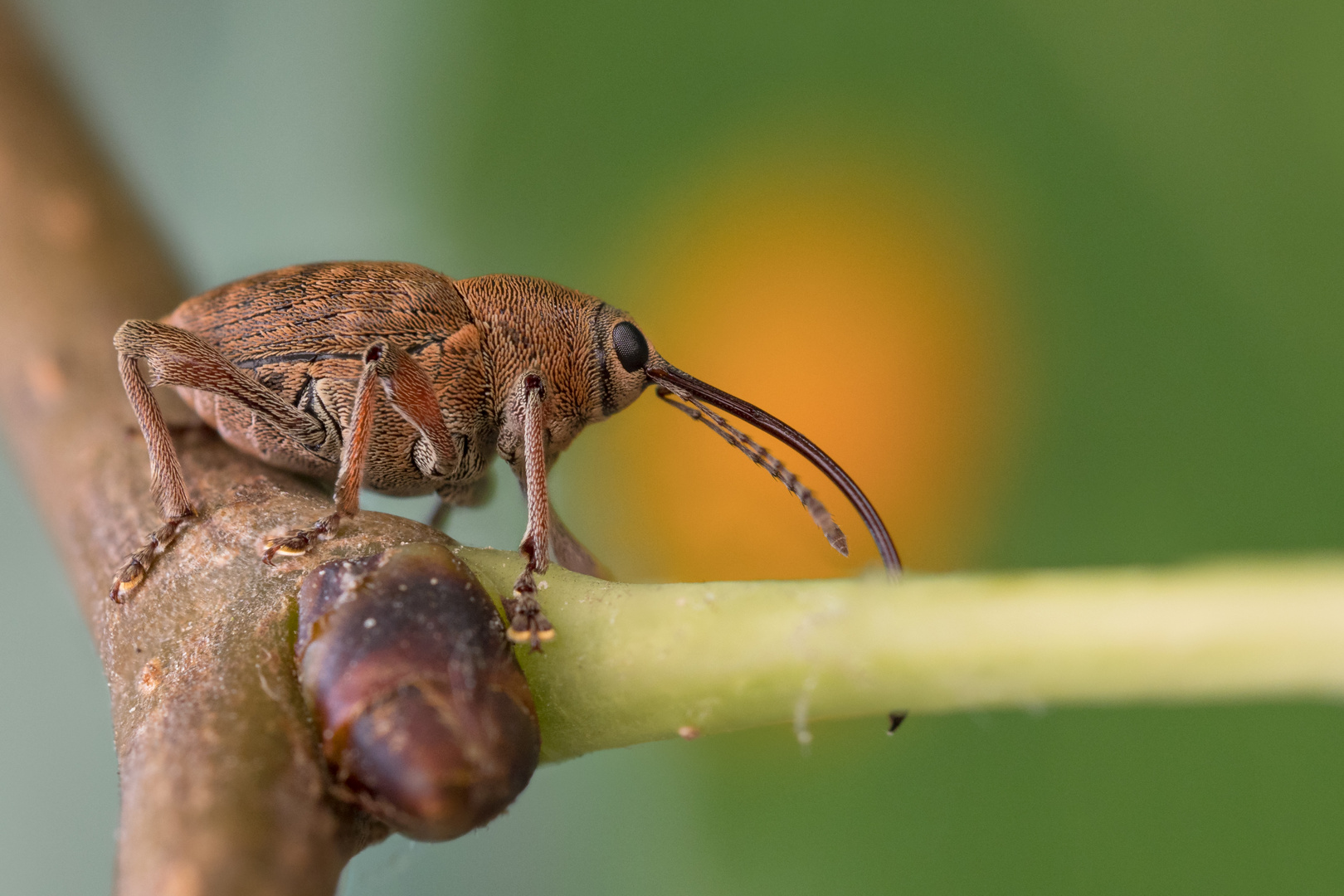 Haselnussbohrer / Nut weevil (Curculio nucum)