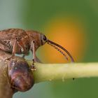 Haselnussbohrer / Nut weevil (Curculio nucum)