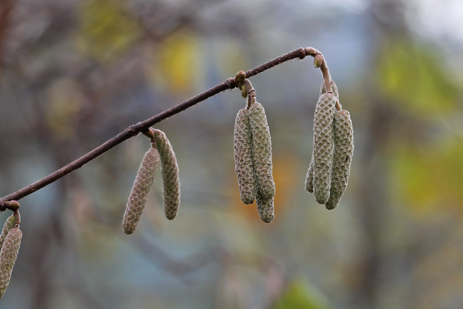 *Haselnusskätzchen im Herbst*