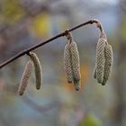 *Haselnusskätzchen im Herbst*