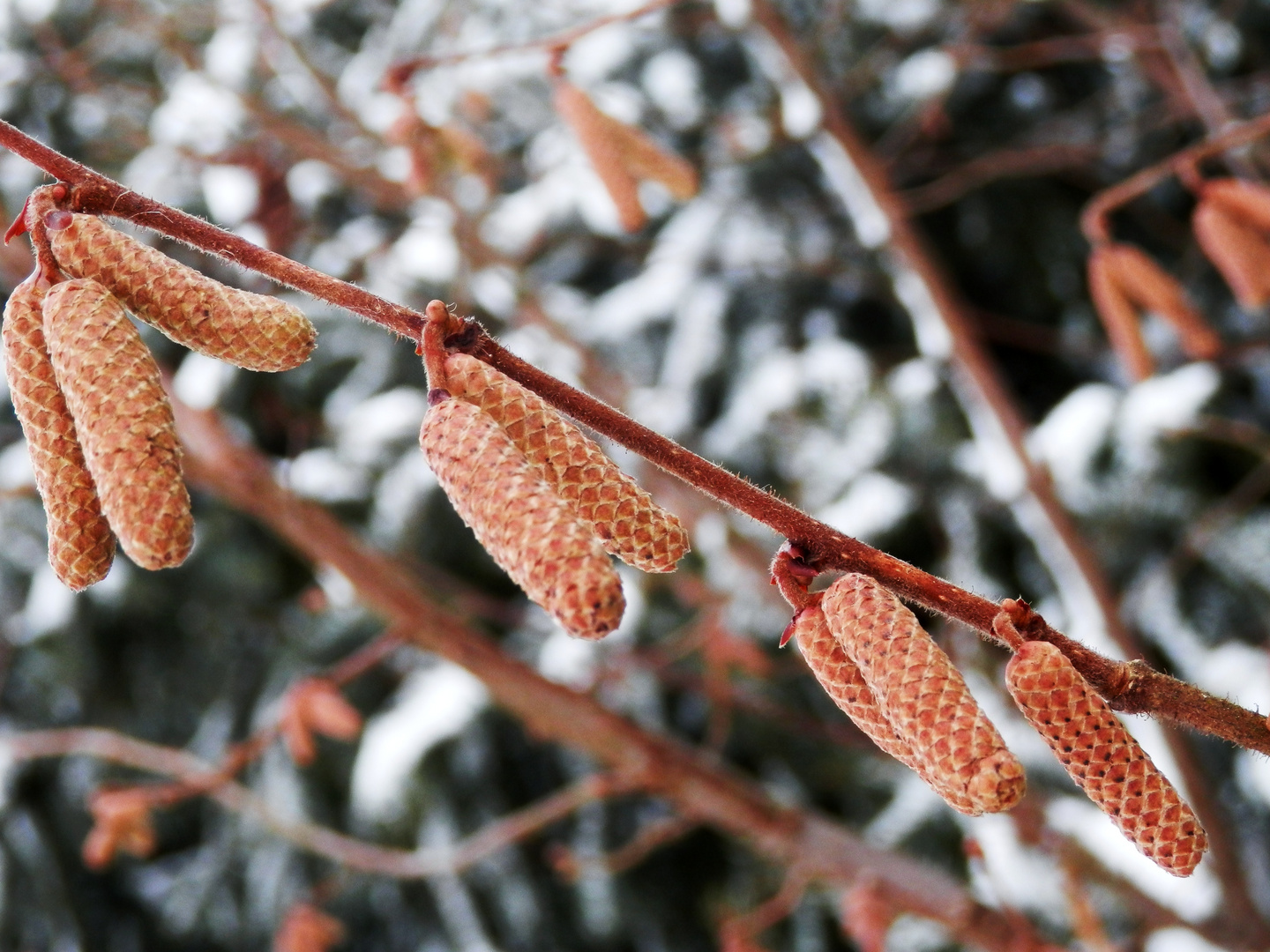 Haselnusskätzchen im Winter