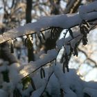 Haselnusskorkenzieher im Schnee