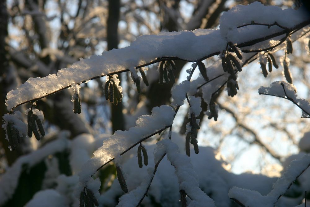 Haselnusskorkenzieher im Schnee