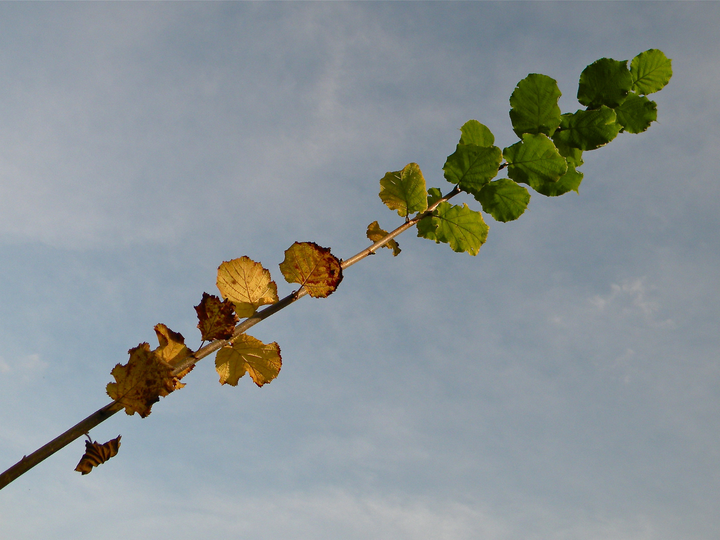 Haselnußrute im Herbst . . .