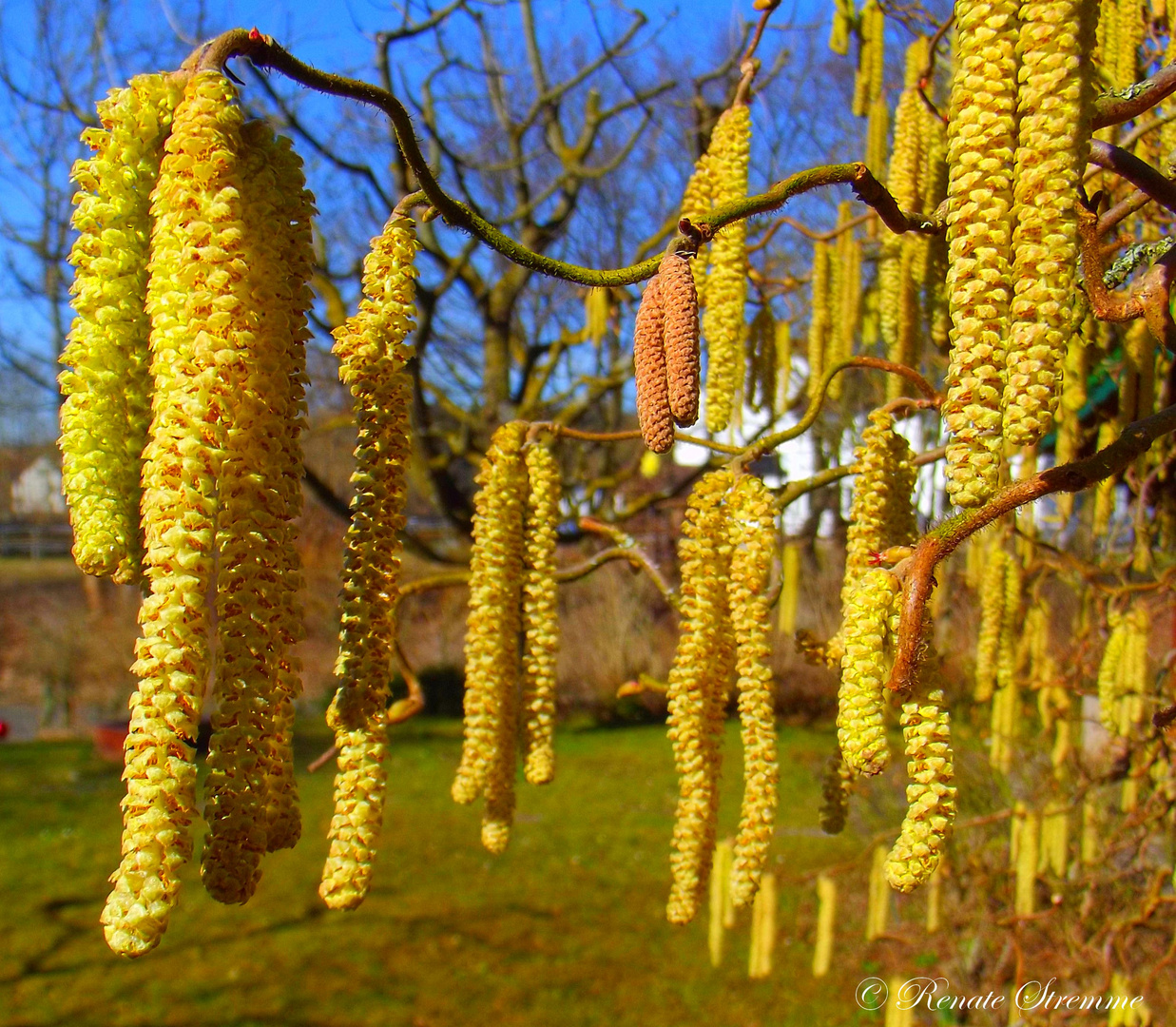 Haselnussstrauch Foto & Bild jahreszeiten, frühling, haselnussstrauch