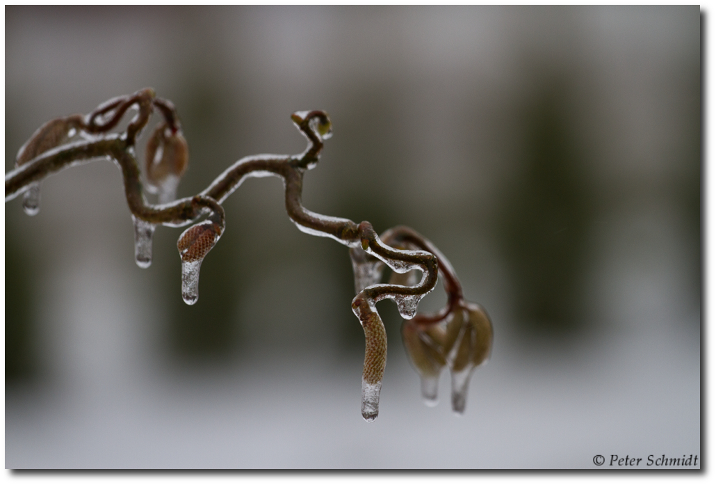 Haselnußstrauch im "Eiskleid"