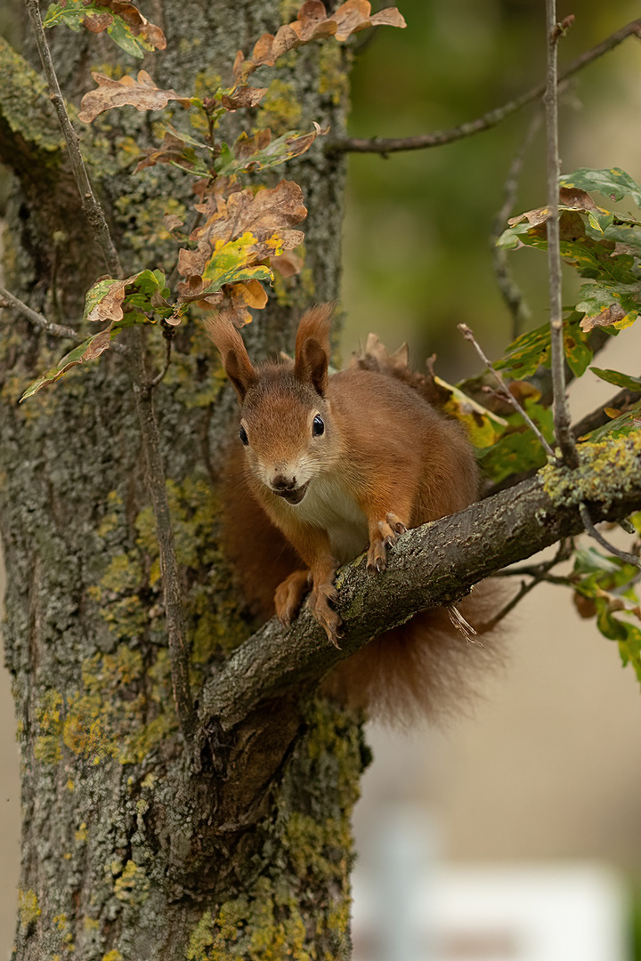 Haselnussverstecker