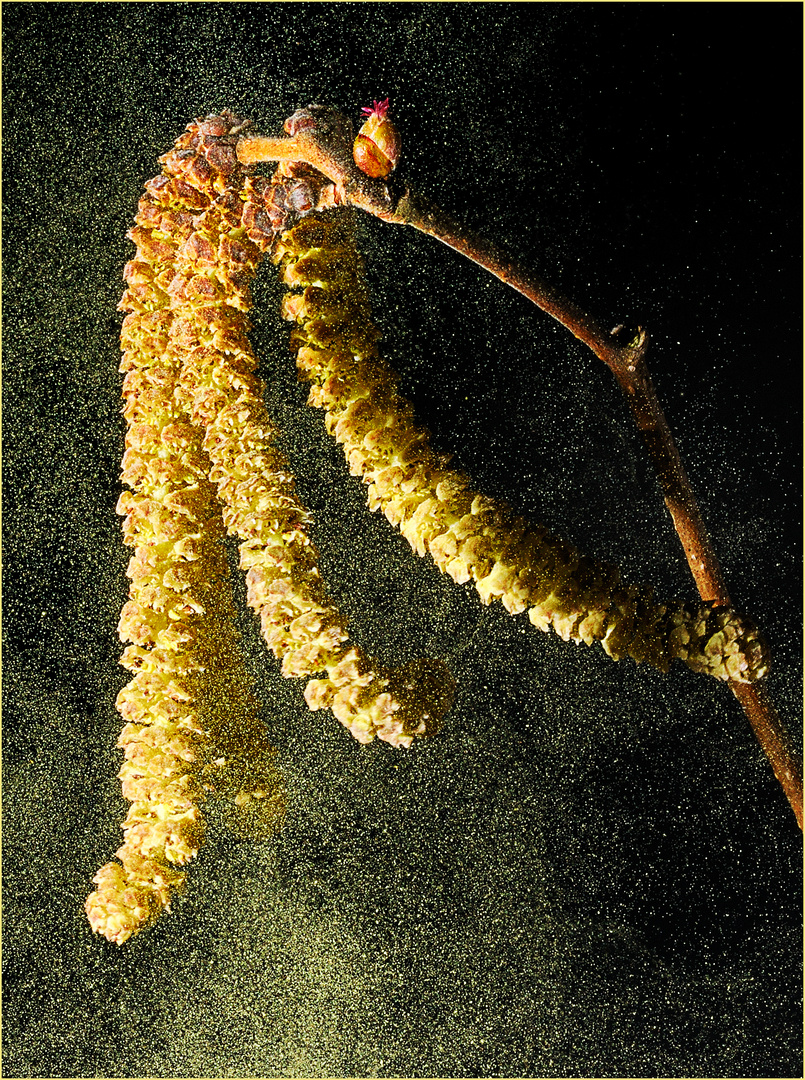 Haselpollen