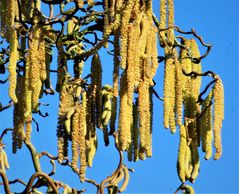 Haselpollen im Anflug.