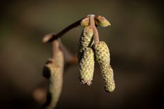 Haselsknospen im Herbst