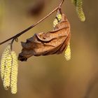 Haselstaude mit altem Blatt