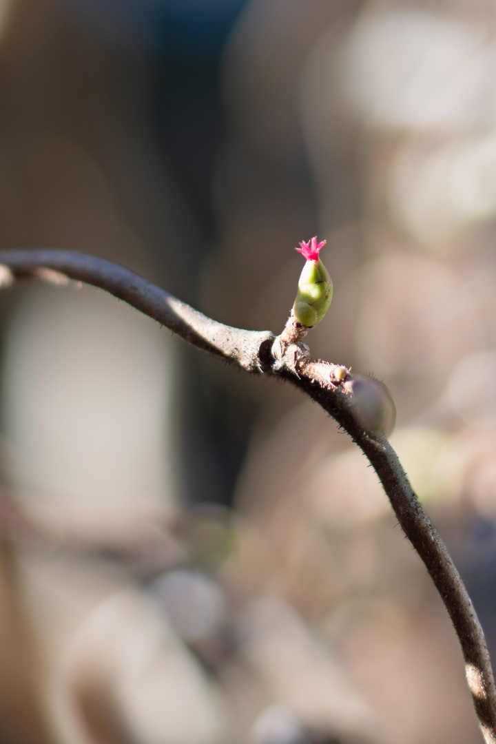 Haselstrauch-Blüte