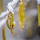 Haselstrauch,Corylus avellana,Winter-0008