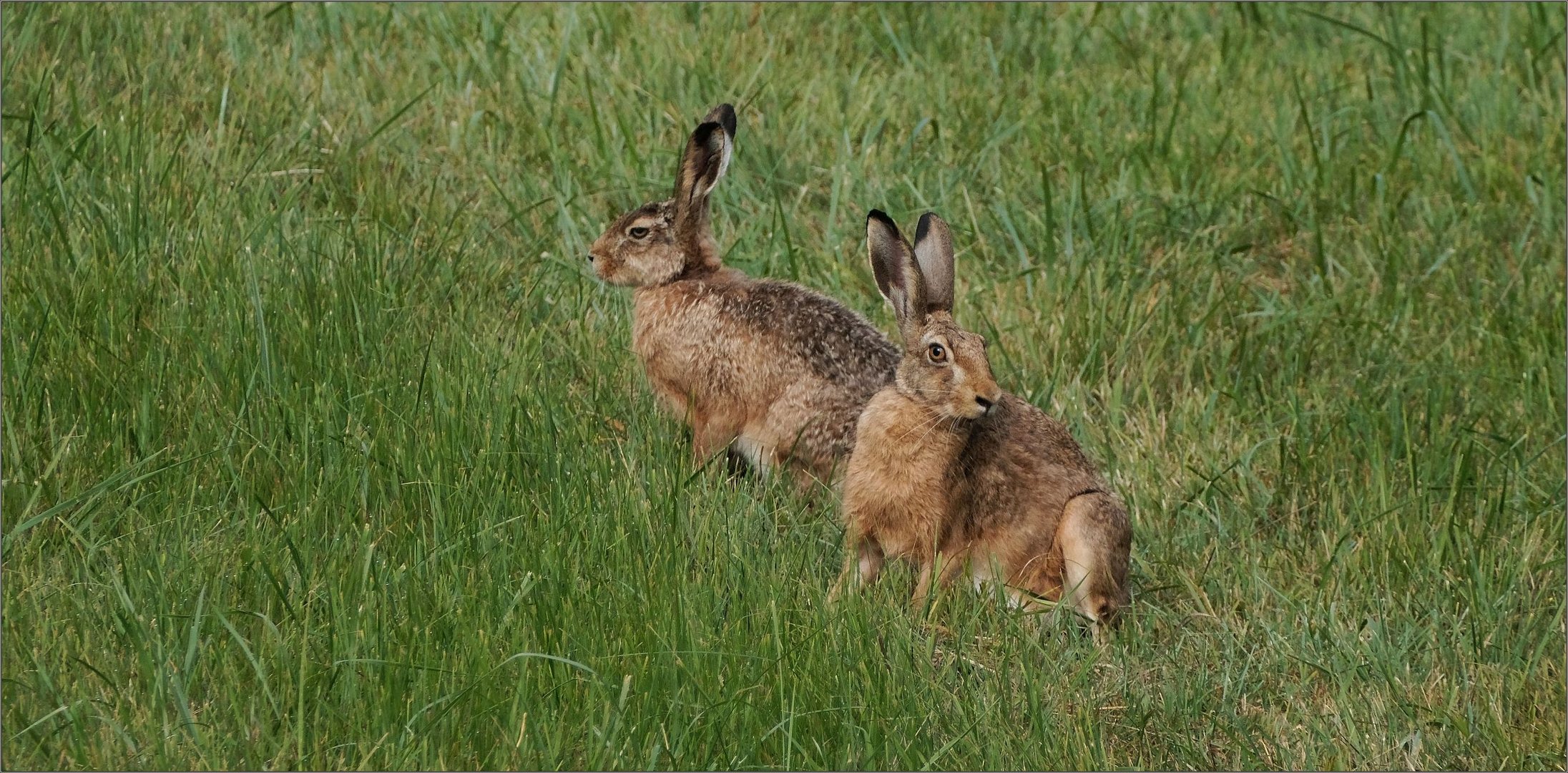 Hasen... Foto & Bild | tiere, wildlife, säugetiere Bilder auf fotocommunity Hasen... Foto & Bild | tiere, wildlife, säugetiere Bilder auf fotocommunity