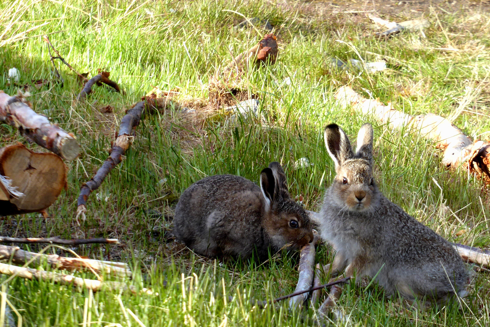 Hasen am Kungsleden