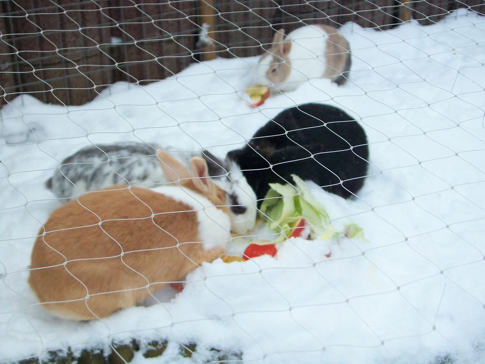 Hasen Gehege bei uns im Garten Foto &amp; Bild tiere