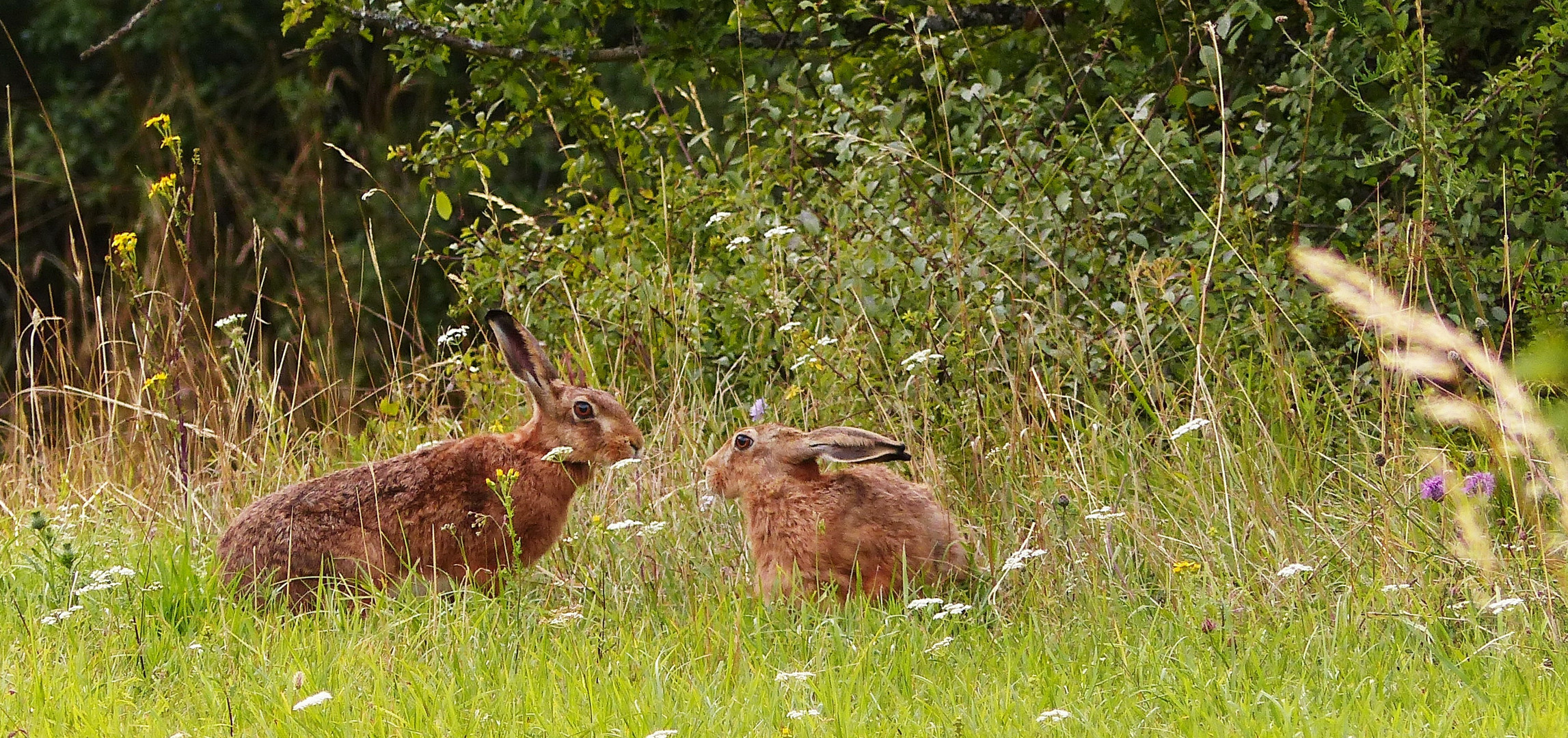 Hasen im August 2015