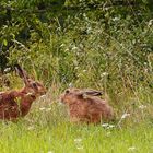 Hasen im August 2015