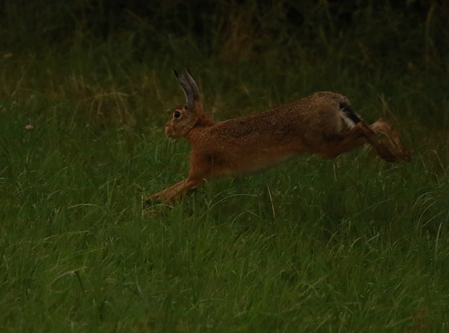 Hasen-Jump