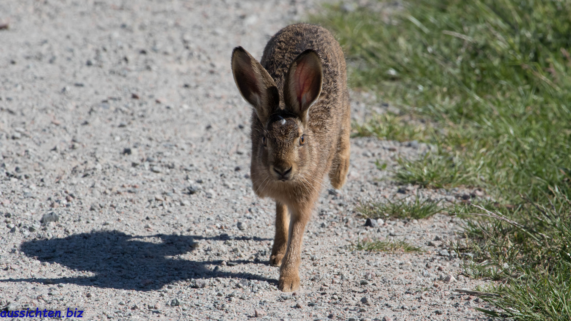 Hasen-Leporidae-2020-05-29-016