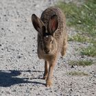 Hasen-Leporidae-2020-05-29-016