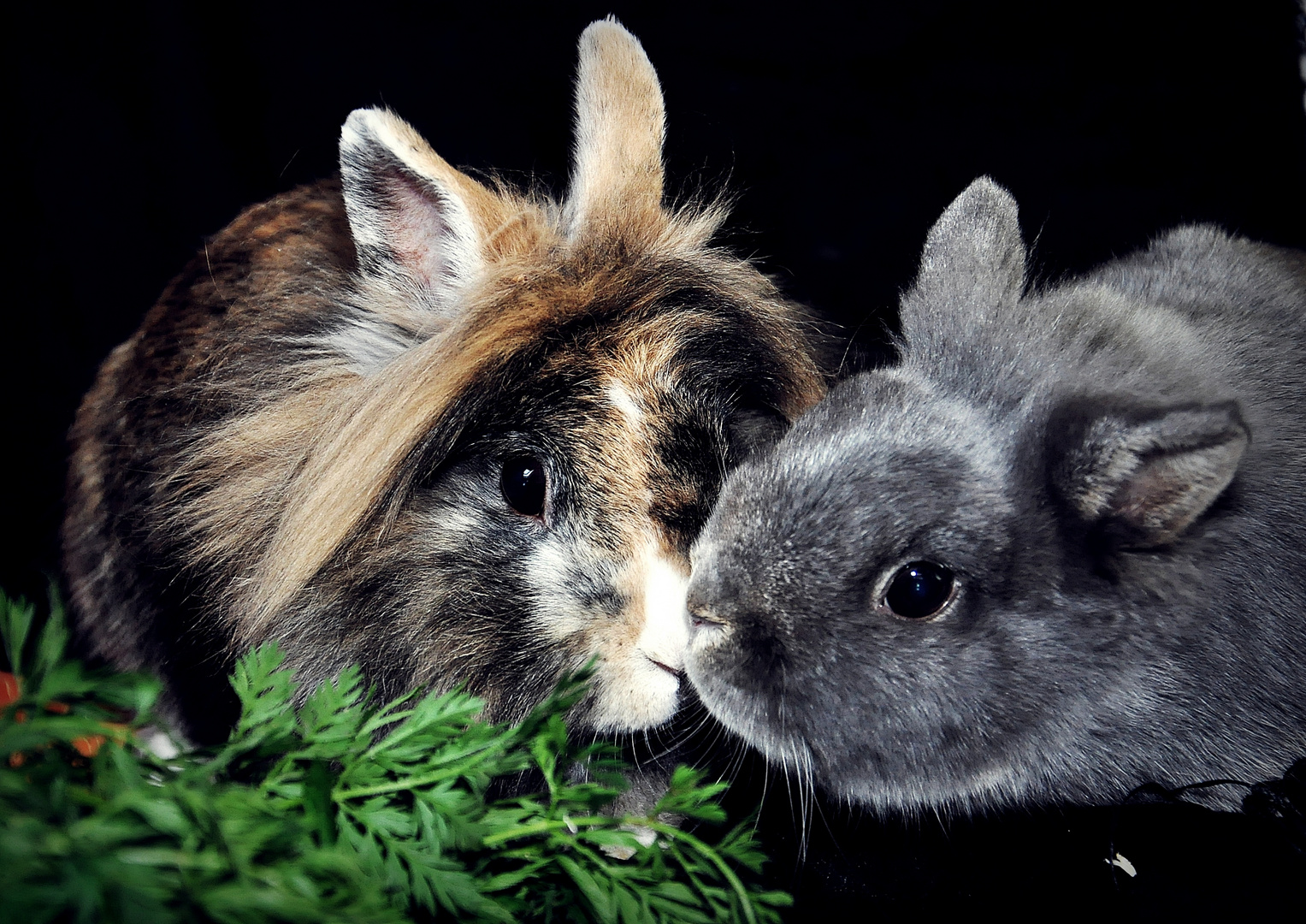 Hasen Liebe Foto Bild Tiere Haustiere Nagetiere Kaninchen Bilder Auf Fotocommunity