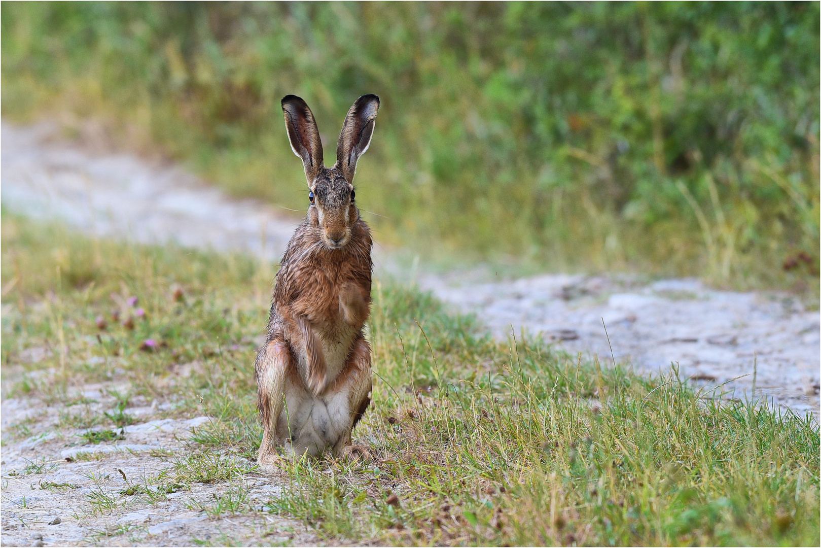 Hasen- männchen Foto & Bild | fotos, sommer, hase Bilder auf fotocommunity