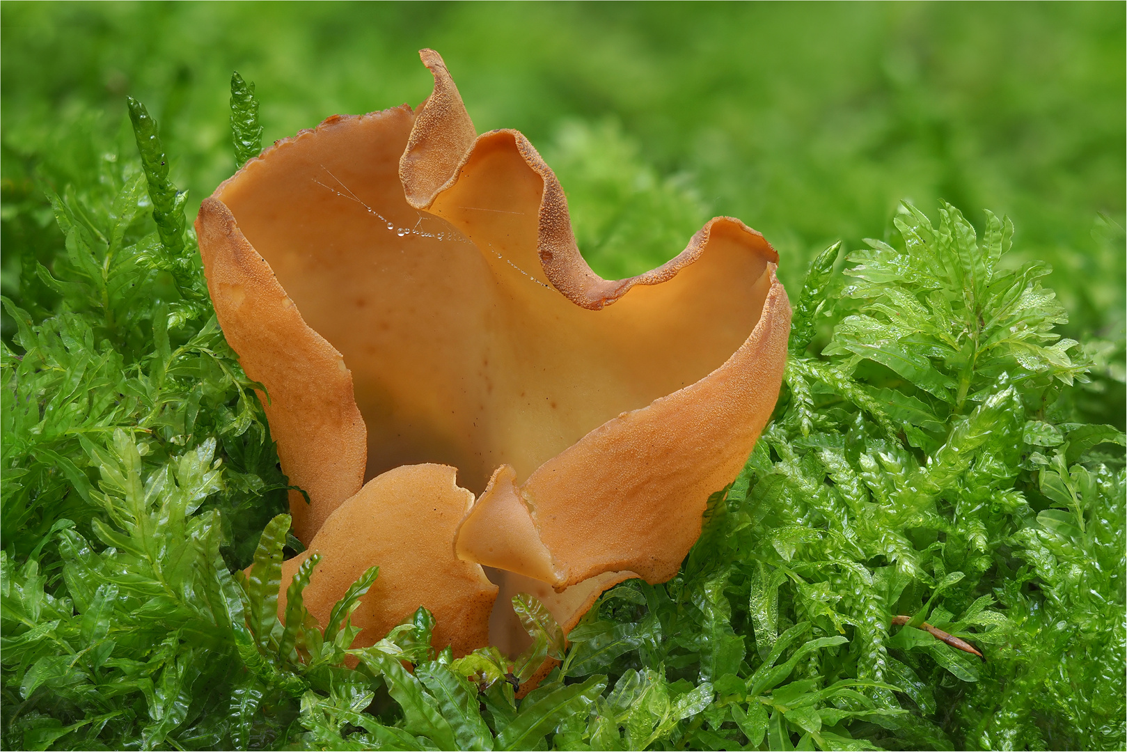 Hasen-Öhrlinge (Otidea leporina)