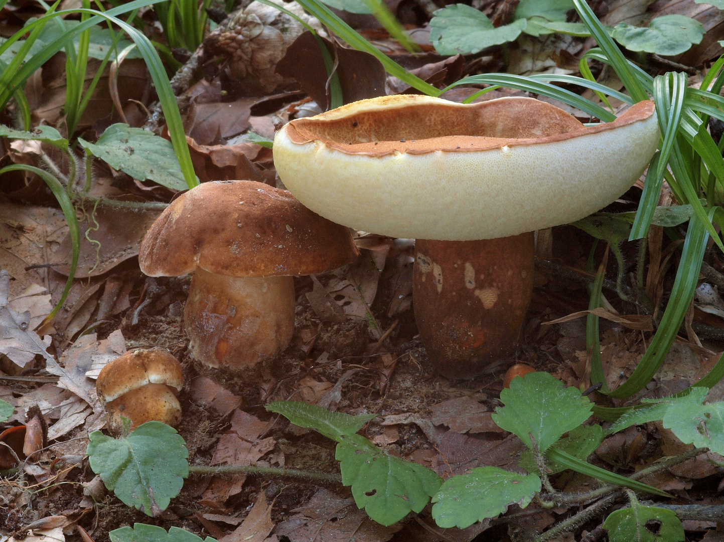 Hasen-Röhrling (Gyroporus castaneus)