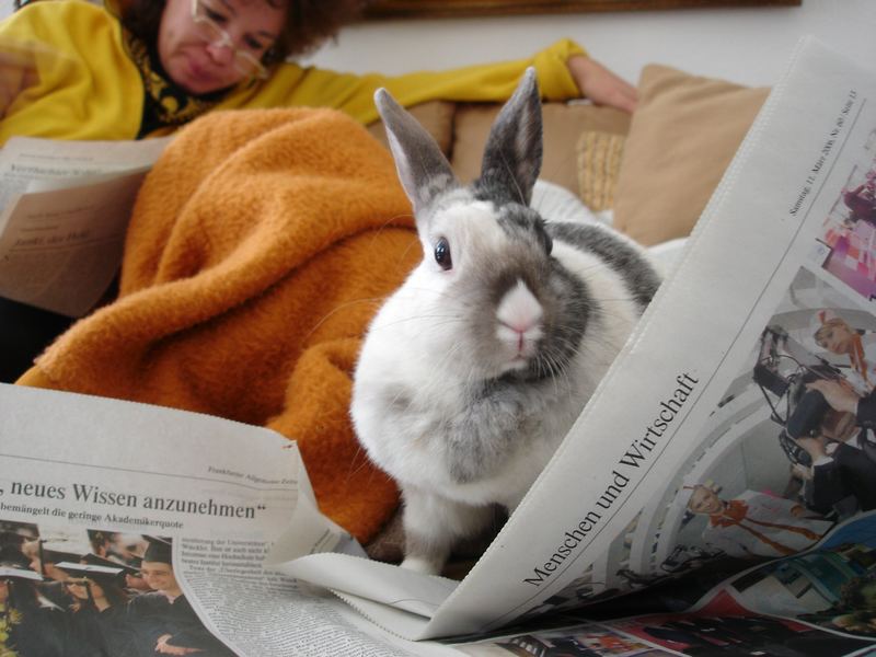 Hasen sind wie Menschen / Zeitungsleser